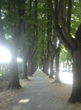 20111112205716-camino.gif