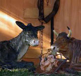 20111113125134-mula.jpg