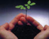 20120626010004-manos-planta.jpg